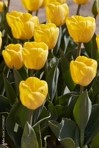 Tulip Golden Apeldoorn yellow flowers in spring sunlight