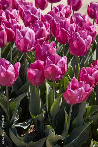 Tulip Purple Prince flowers in spring sunlight