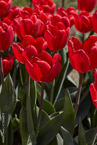 Tulip Cherry Delight, red flowers in spring sunlight