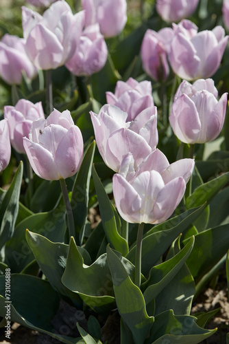 Tulip Candy Prince, pale purple flowers in spring sunlight