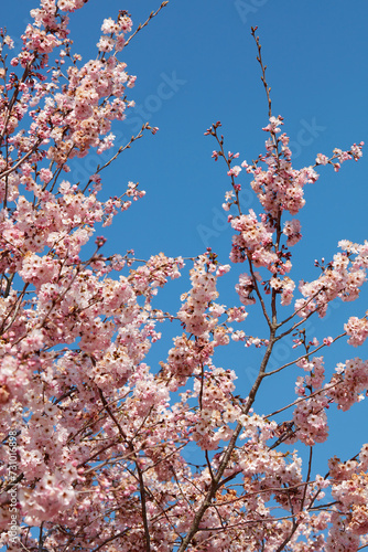 Cherry tree blossom, branches with pink flowers in a sunny spring day, blue sky