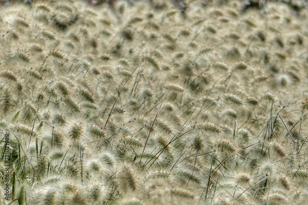 Full frame shot of grain field Full frame shot of grain field