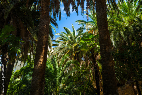 Palm trees and leaves in vibrant green and yellow tones against bright blue sky. Graphic resource with copy space and wallpaper or thumbnail. Hot summer sunny weather