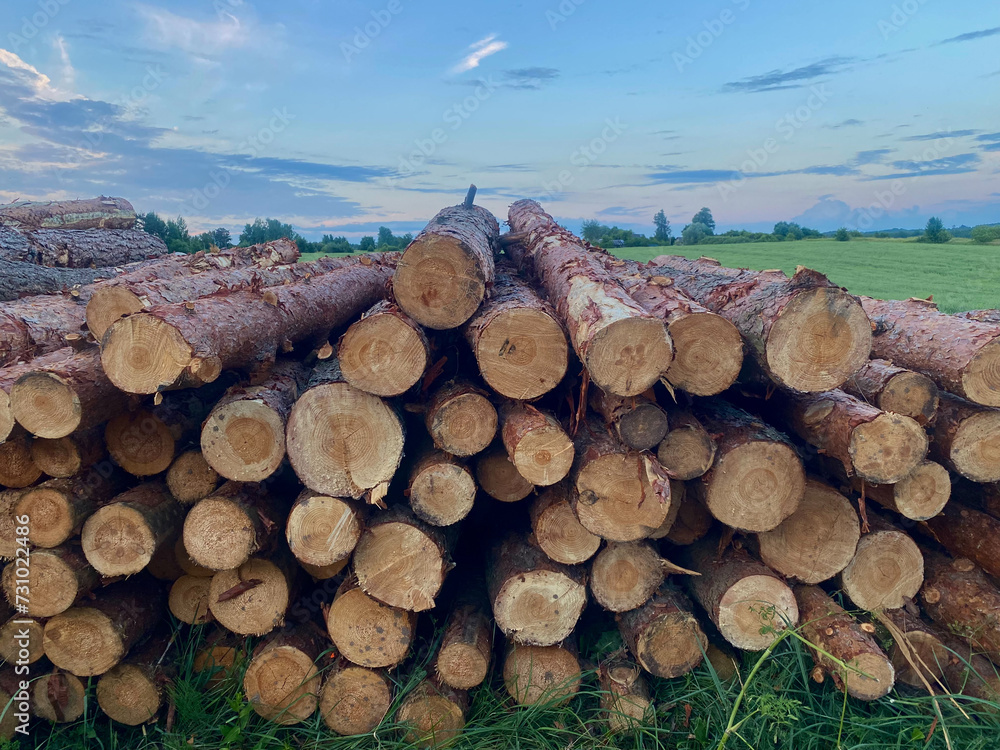 logs stacked on top of each other against the blue sky. natural nature background