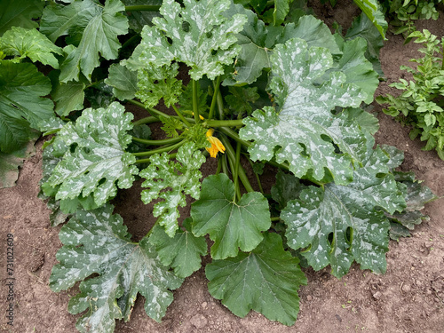 powdery mildew disease on zucchini leaves