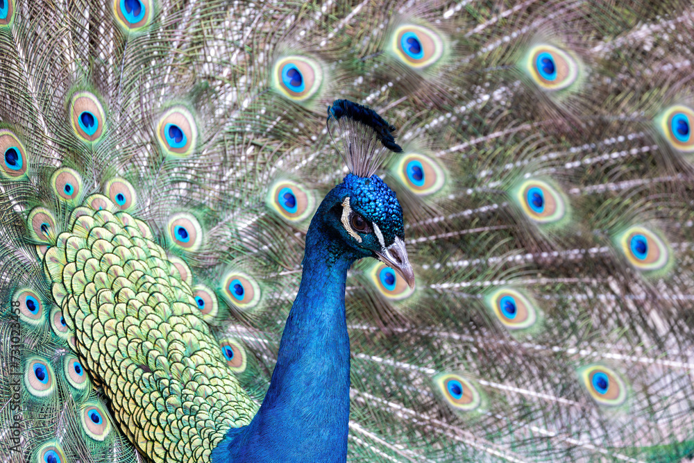 Obraz premium Common Peafowl (Pavo cristatus) aka Peacock in Delhi, India