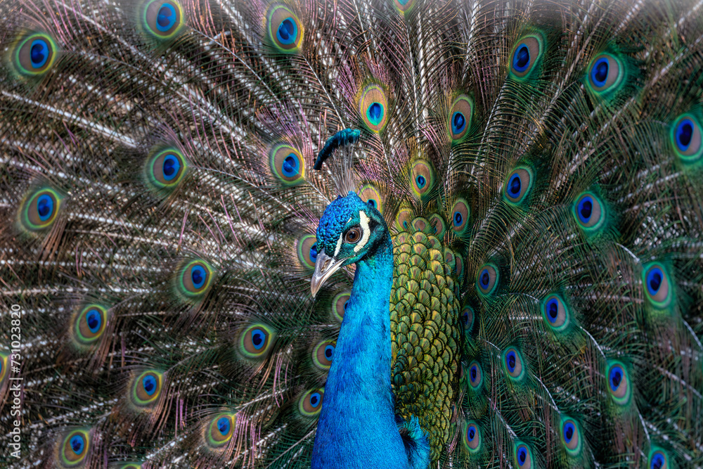 Obraz premium Common Peafowl (Pavo cristatus) aka Peacock in Delhi, India