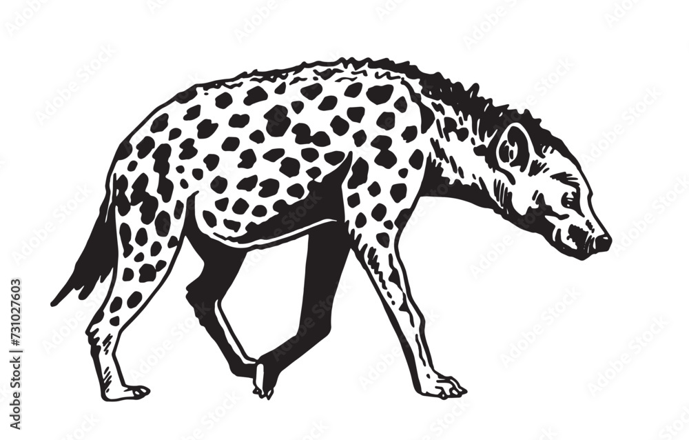 Naklejka premium Graphical hyena walking on white background, African animal