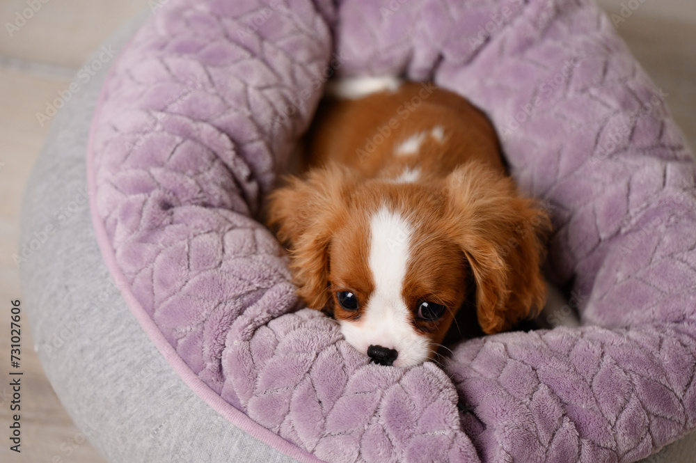 Adorable Cavalier King Charles Spaniel puppy lies in a dog bed and is sad at home. Puppy adapts to new conditions