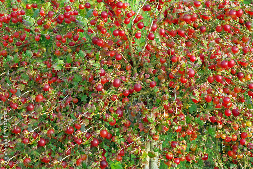 gooseberry bush with ripe red fruits
