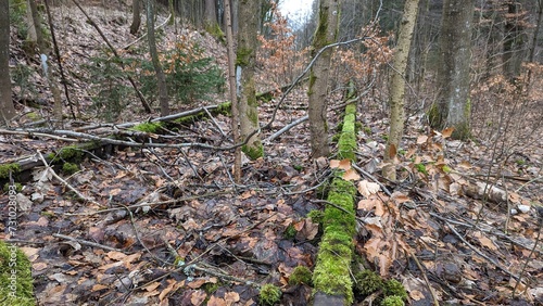 alte Schiene mit Moss bewachsen