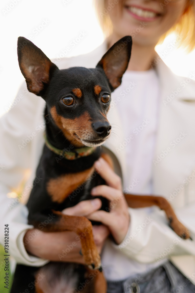 Woman strokes a smooth-haired Russian Toy Terrier in a meadow on a summer day during a walk, close-up.Vertical Woman strokes a smooth-haired Russian Toy Terrier in a meadow on a summer day during a walk, close-up.Vertical