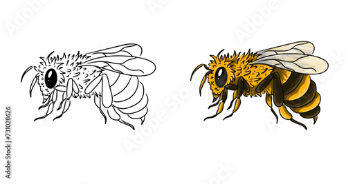 Bee vector coloring page image. Bee Vector. Bee Sketch