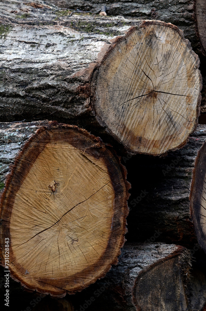 Naklejka premium 積まれた丸太