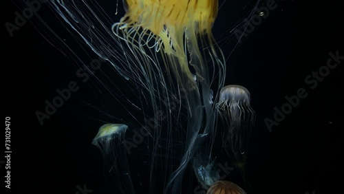 Pacific seanettle Jellyfish, 4K UHD