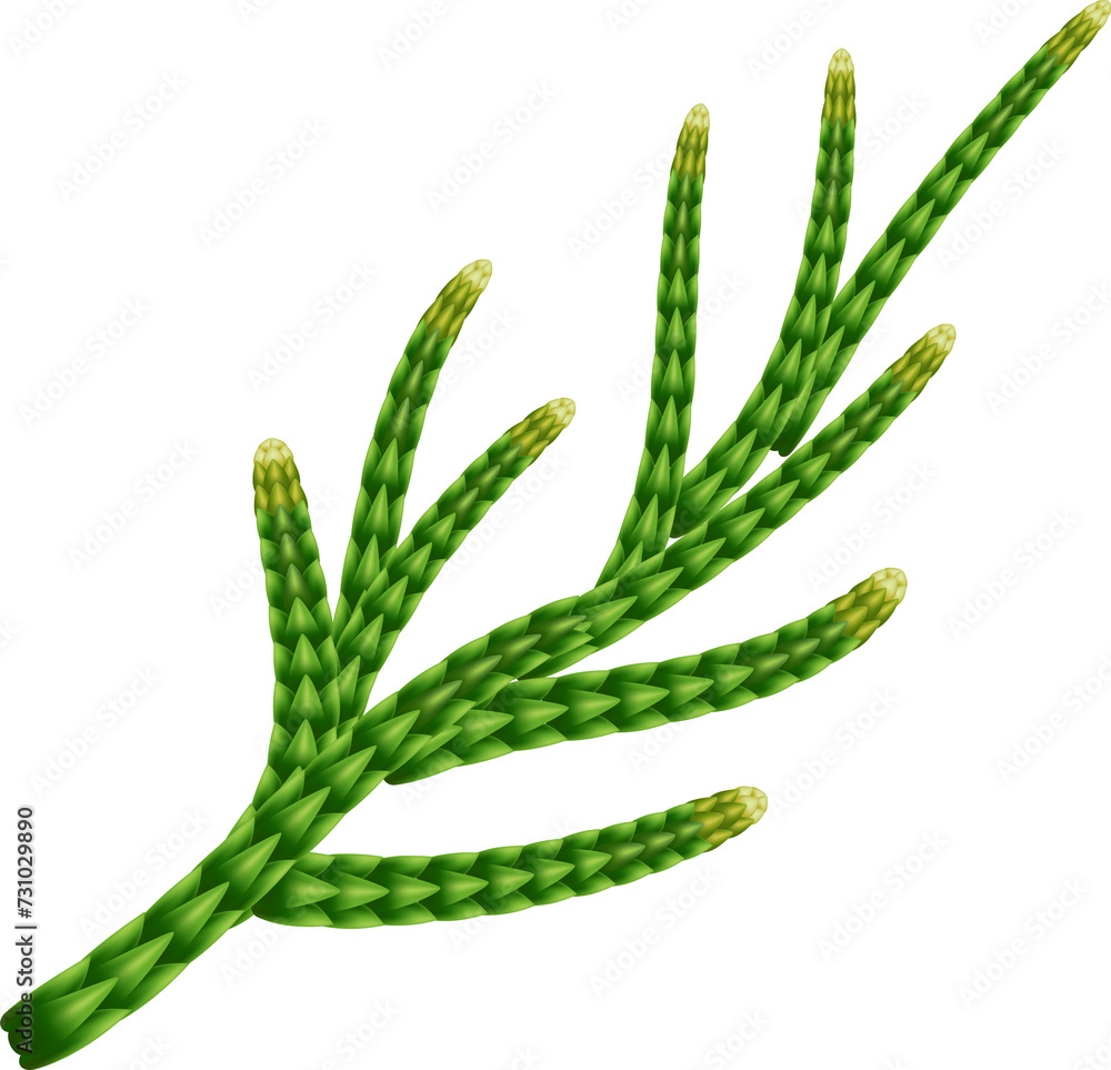 Juniper branch with berries on transparent, png. herbal illustration. Juniper is a medical and food herbal ingredient Juniper branch with berries on transparent, png. herbal illustration. Juniper is a medical and food herbal ingredient