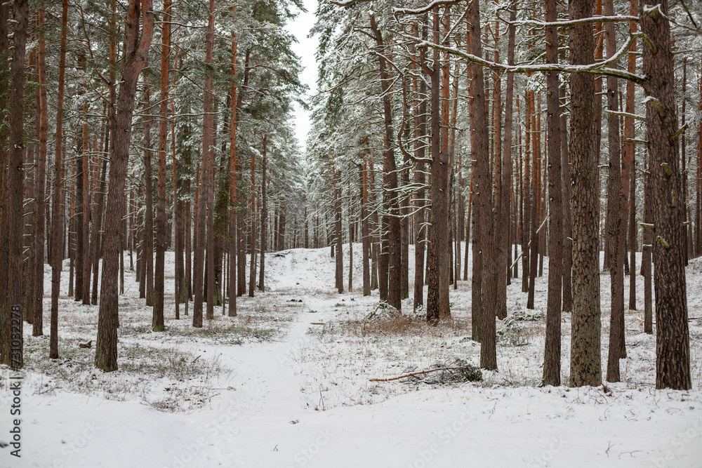 Snow-Covered Pathway Through a Pine Forest