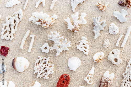 Seashells and Corals Composition on beach sand background. Minimal flat lay pattern of variety of sea shells, white and red coral pieces on sandy shore. Creative top view of natural sea life