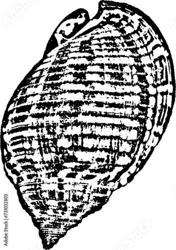 illustrated outline of the top of a conch seashell