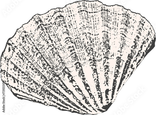seashell illustration
