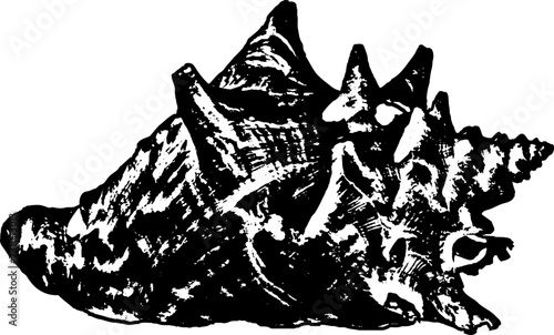 silhouette of a Conch seashell 
