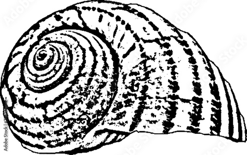  sea snail seashell line art