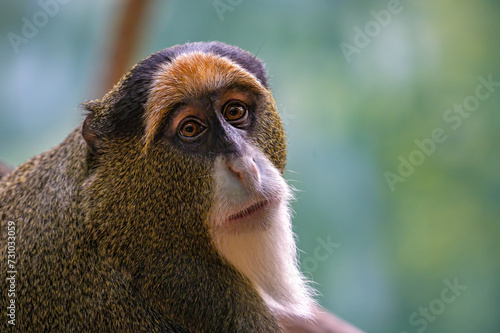 Close-up of De Brazza's Monkey in natural habitat. De Brazza's monkey is an Old World monkey endemic to the riverine and swamp forests of central Africa. photo