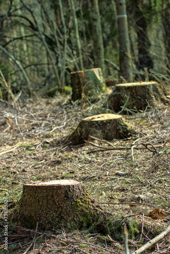 Stumps from the fir trees in the winter clearing, spring view. Boreal forests (European Spruce) of Northeastern Europe photo