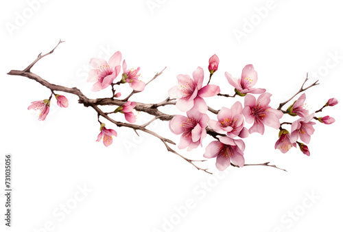 Elegant Cherry Blossom Branch - Isolated on Transparent Background PNG