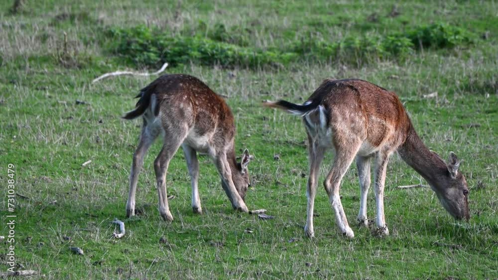 Herd of Fallow Deer (Dama dama) does (females) grazing and walking. January, Kent, UK Herd of Fallow Deer (Dama dama) does (females) grazing and walking. January, Kent, UK