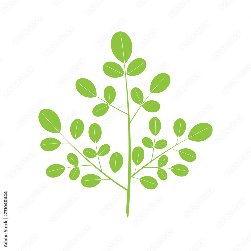 Obraz premium Moringa leaf icon template vector