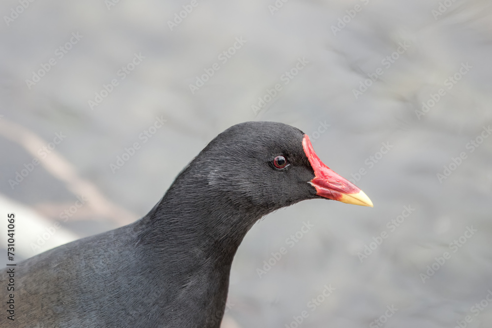 close up portrait of a moorhen with water in the background close up portrait of a moorhen with water in the background