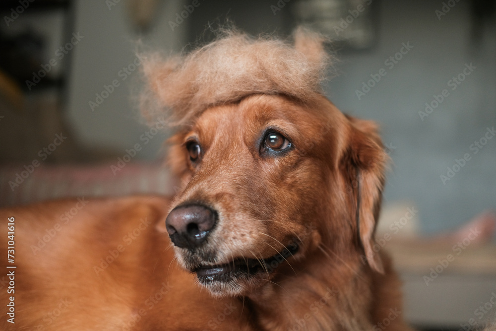 Portrait of a Golden Retriever dog with a hairball on its head. Funny dog in a wig. Seasonal shedding, fur falls off. Grooming salon banner. Allergy to wool.
