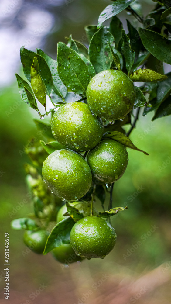 Fresh oranges after the rain. There are water spots and an out-of-focus background.