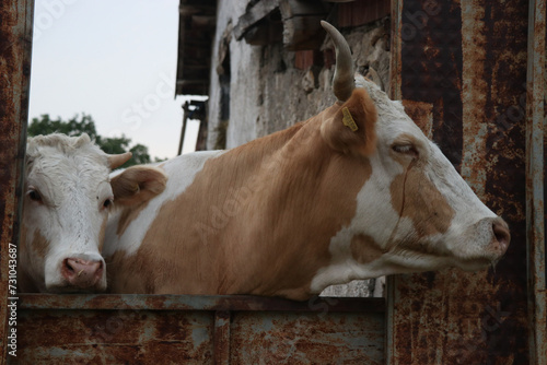 Brown and White Cow