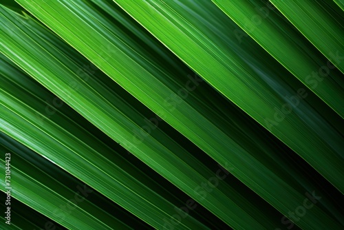 Close-up green palm leaf texture © Kasorn