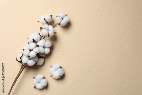 Beautiful cotton branch with fluffy flowers on beige background  flat lay. Space for text