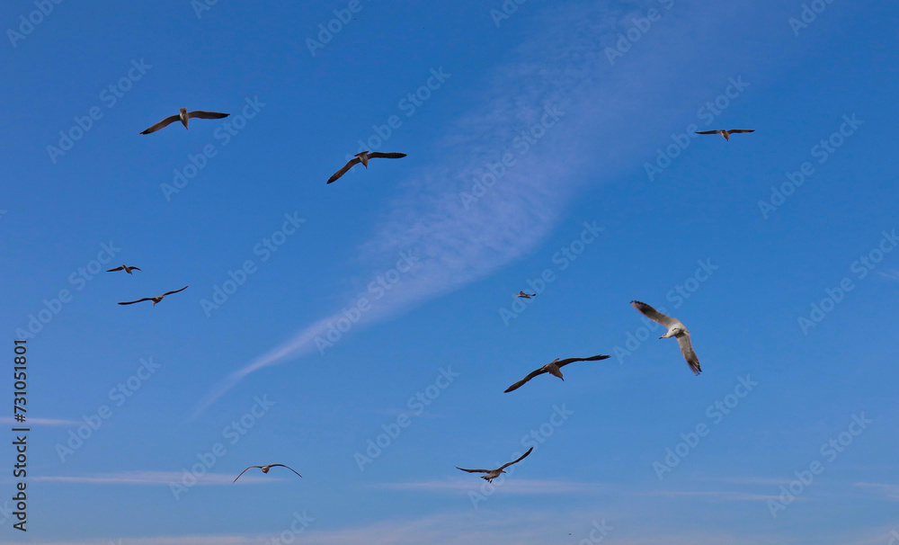 Fototapeta premium Gabbiani in volo
