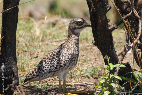 spottet thick-knee bird on the ground in Maasai Mara NP