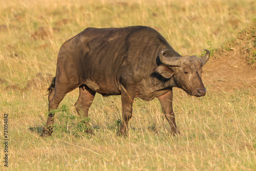 african buffalo in early morning light in Maasa Mara NP