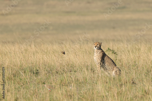 a cheetah in the grass of Maasai Mara NP
