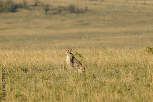 a cheetah in the grass of Maasai Mara NP