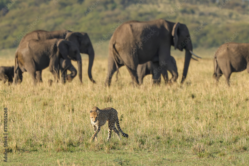 a single cheetah walks in the savannah of Maasai Mara NP with elephants in background