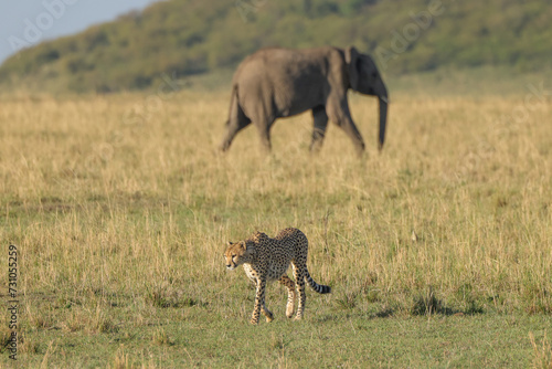 Photography a cheetah on patrol in the savannah with crossing elephants in the background