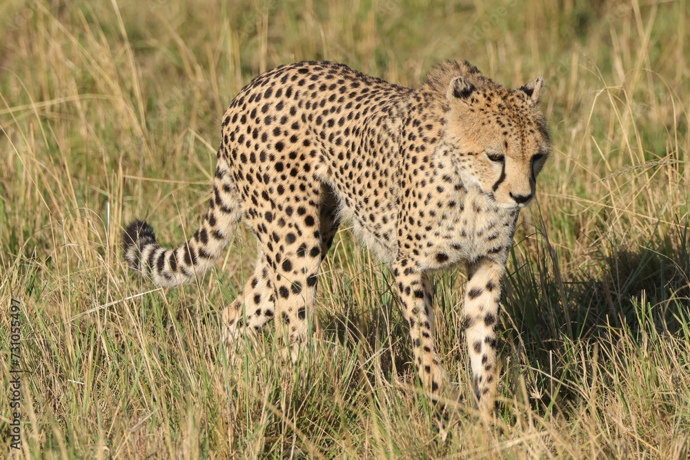 a wild cheetah in the savannah of Maasai Mara NP, Kenya a wild cheetah in the savannah of Maasai Mara NP, Kenya