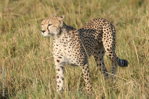a wild cheetah in the savannah of Maasai Mara NP, Kenya