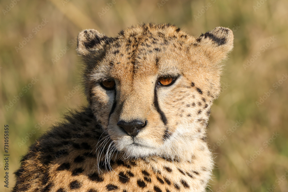 close-up picture of the face of a cheetah close-up picture of the face of a cheetah