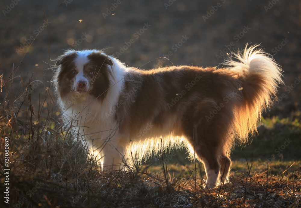 Beautiful brown and white merle Border Collie dog with striking blue eyes and canine Epilepsy is standing in a field at sunset and looking straight into the camera.