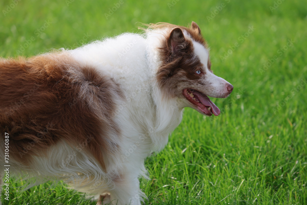 Beautiful brown and white merle Border Collie dog with striking blue eyes and canine Epilepsy is running on a green gras background Beautiful brown and white merle Border Collie dog with striking blue eyes and canine Epilepsy is running on a green gras background