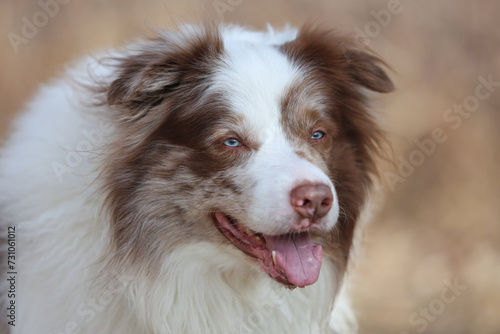 Overweight brown and white merle Border Collie dog with striking blue eyes and canine Epilepsy is looking towards the camera. © macrossphoto